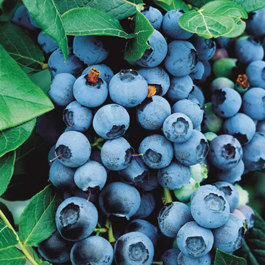 Bluecrop Highbush Blueberry (Vaccinium bluecrop &
