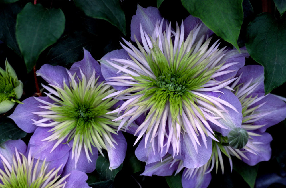 Crystal Fountain™ Clematis (Clematis crystal &