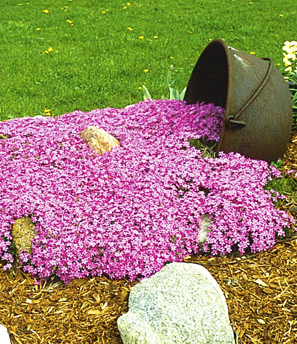 Emerald Pink Moss Phlox (Phlox subulata &