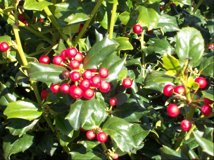 China Dynasty (China Boy/China Girl) Holly (Ilex x mes. &
