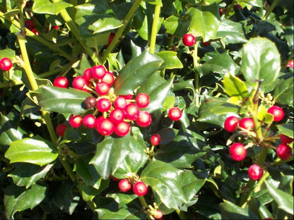 China Dynasty (China Boy/China Girl) Holly (Ilex x mes. &