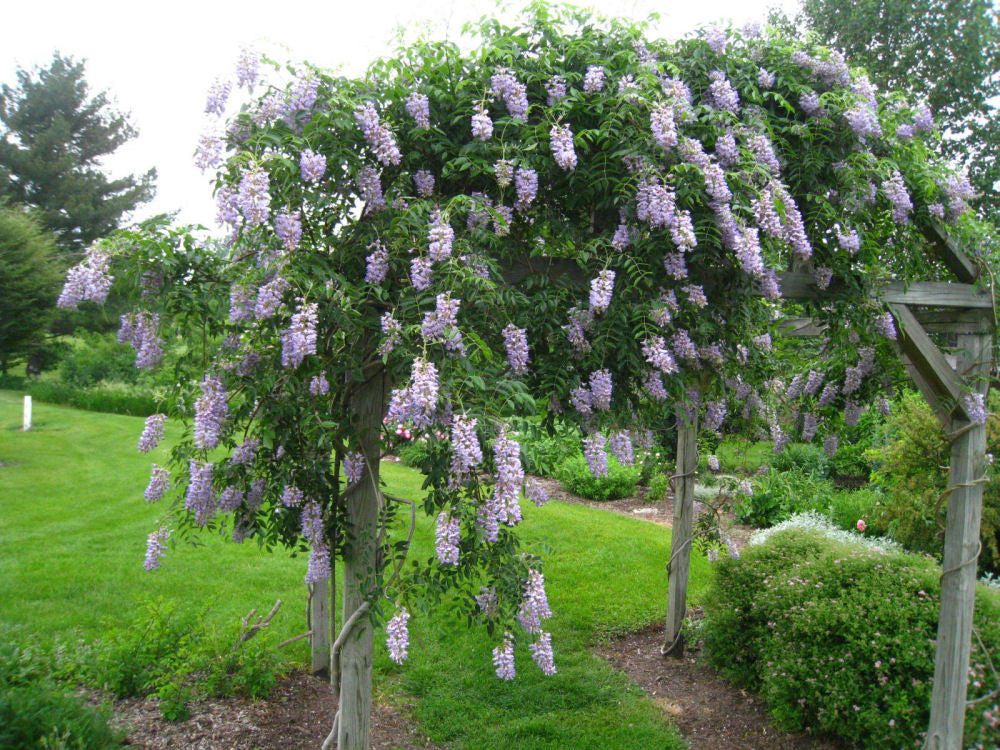Blue Moon Wisteria (Wisteria macrostachya &