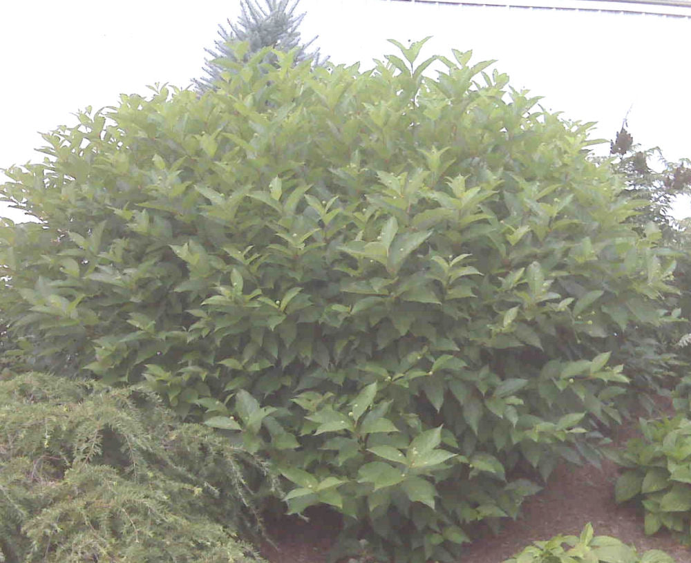 Button Bush (Cephalanthus occidentalis) - 2 gallon 12"