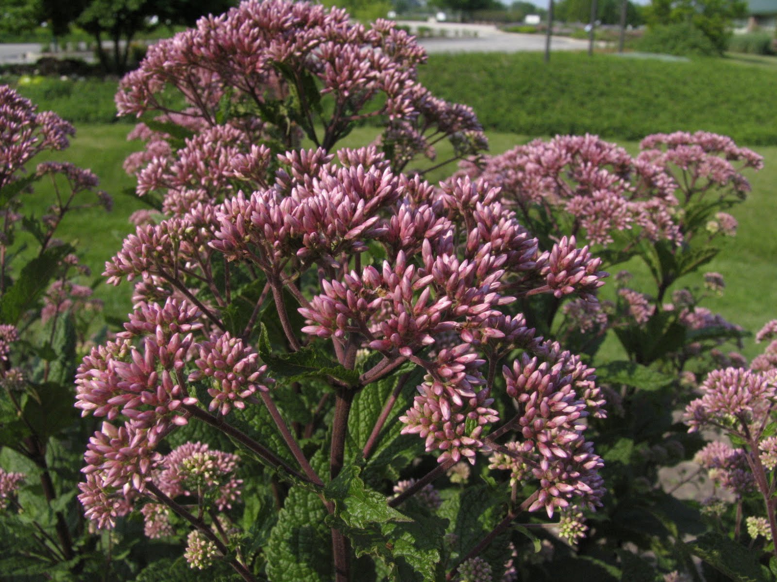 Little Joe™ Compact Joe-Pye Weed (Eupatorium purpureum &