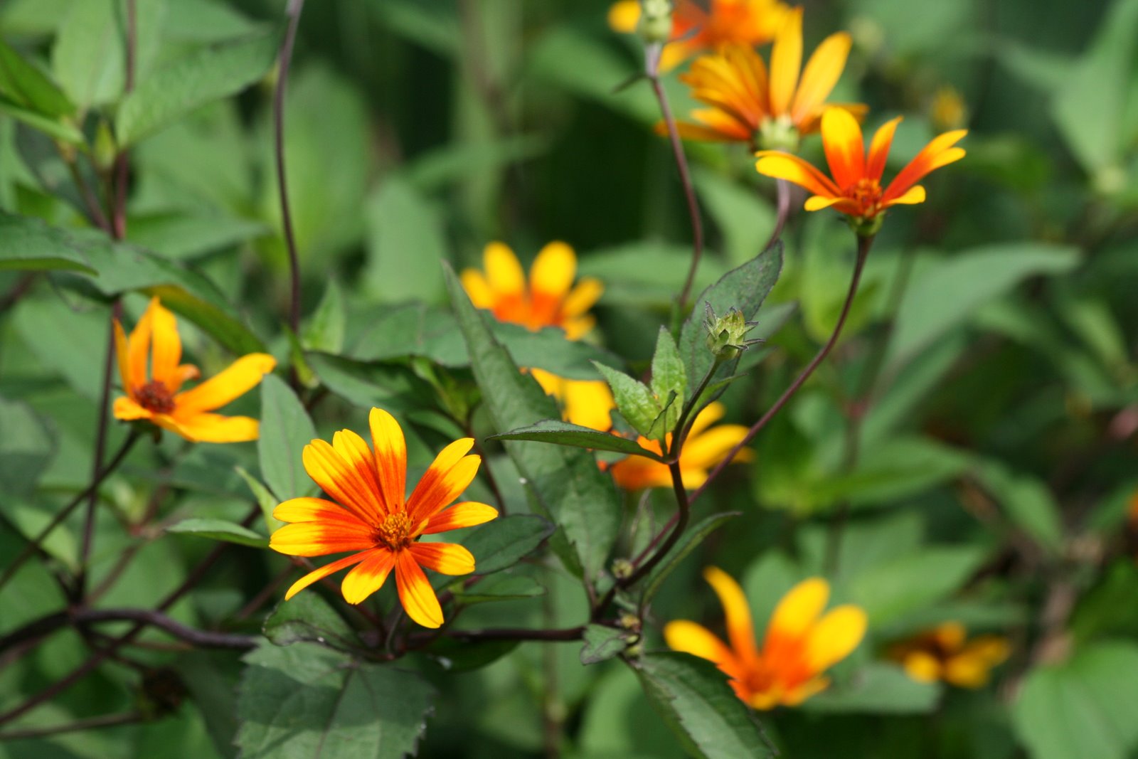 Summer Nights Oxeye Daisy (Heliopsis helianthoides &