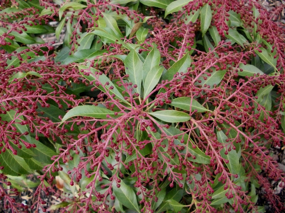 Katsura Japanese Andromeda (Pieris japonica &