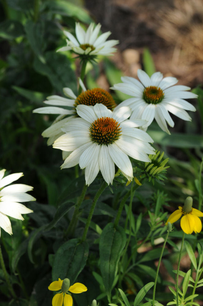 PowWow White Coneflower (Echinacea purpurea &