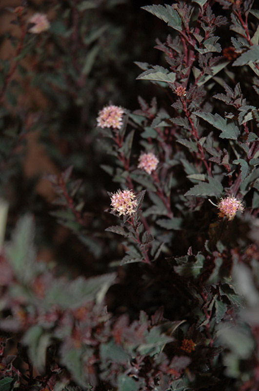 Little Devil™ Ninebark (Physocarpus opulifolius &
