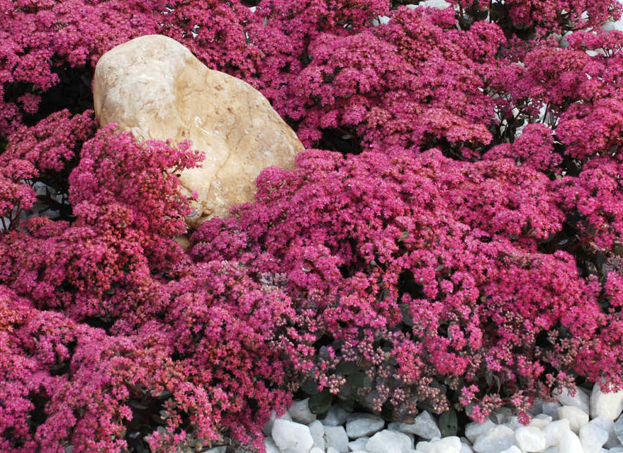 Dazzleberry Sedum (Sedum sedum &