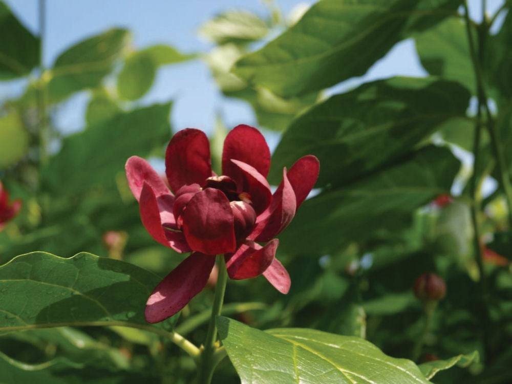 Proven Winners® Color Choice® Aphrodite Sweetshrub (Calycanthus x &