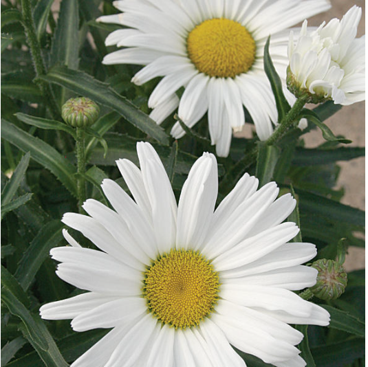 Amazing Daisies® Daisy May® Shasta Daisy (Leucanthemum x superbum &