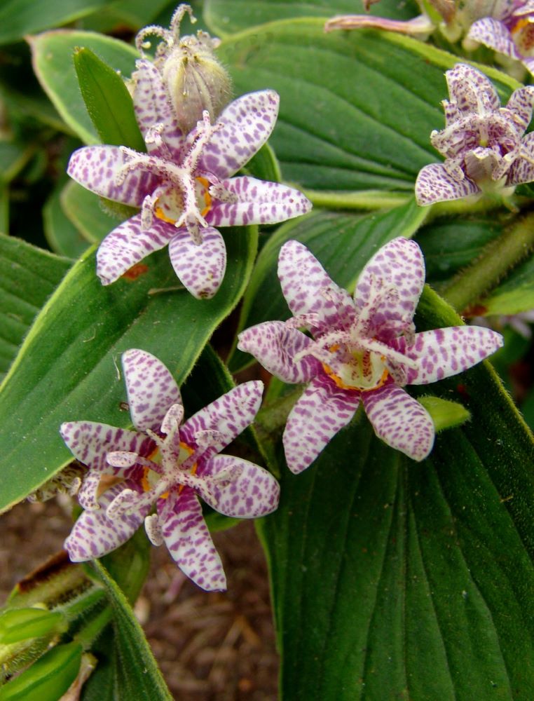 Toad Lily (Tricyrtis formosana &