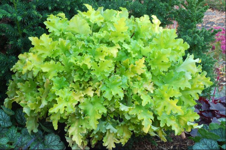 Lime Marmalade Coral Bells (Heuchera lime &