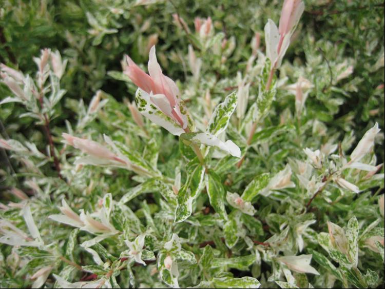 Dappled Willow (Salix integra &