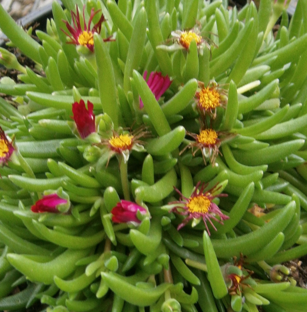 Jewel of Desert® Garnet Ice Plant (Delosperma delosperma &