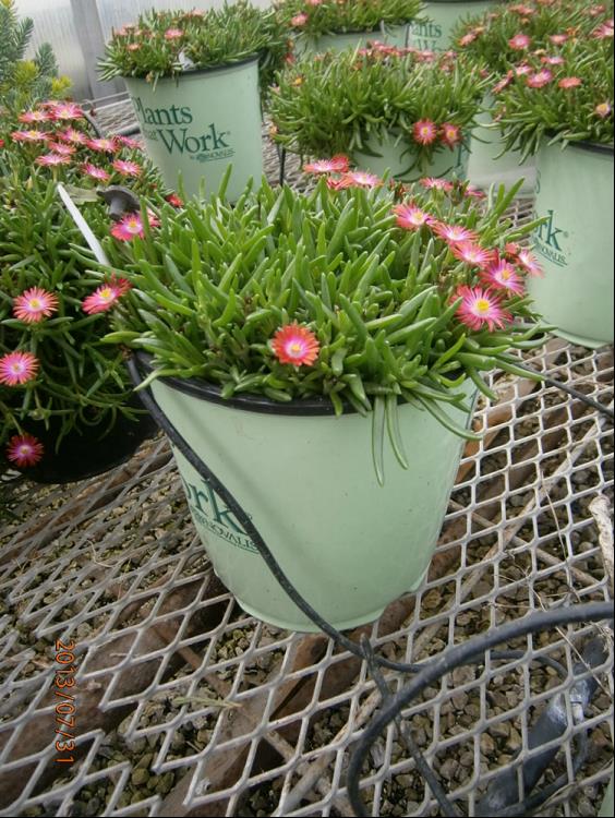 Fire Spinner® Ice Plant (Delosperma delosperma &
