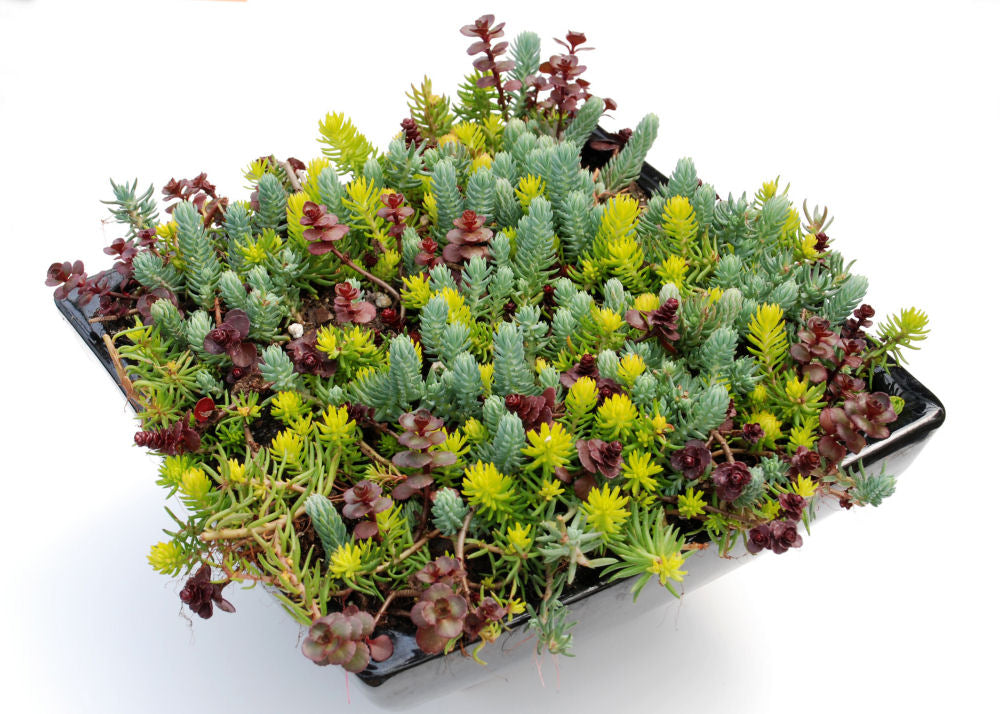 Flaming Carpet Stonecrop (Sedum &