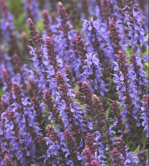 Sensation® Sky Blue Meadow Sage (Salvia nemerosa &