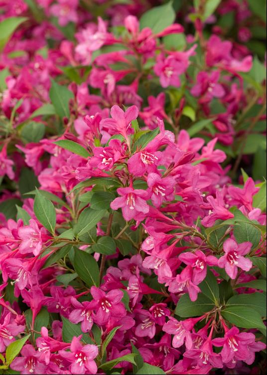 Sonic Bloom® Pink Weigela (Weigela sonic &