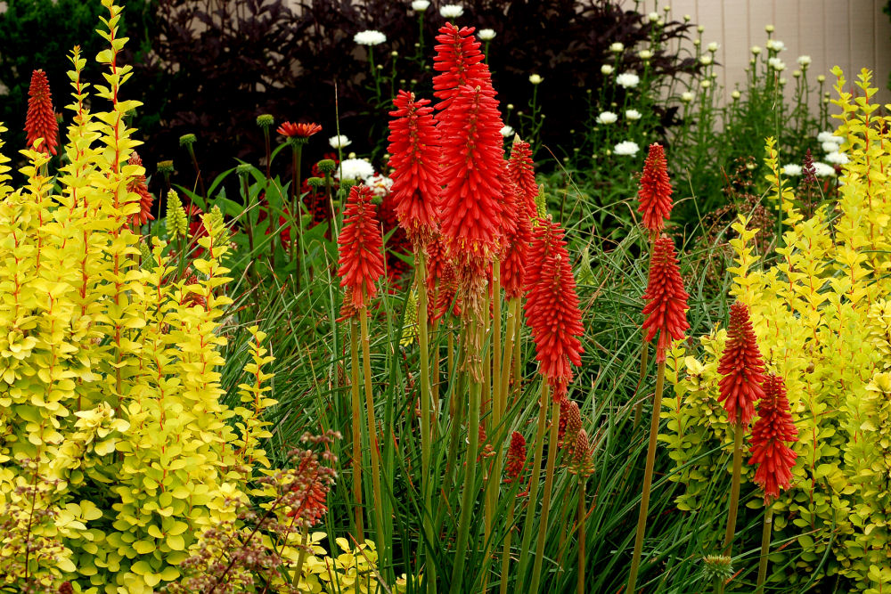 Red Hot Popsicle Dwarf Poker (Kniphofia redhot &