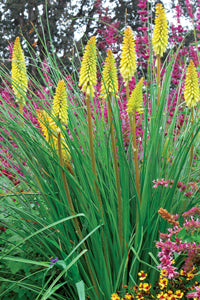 Pineapple Popsicle Dwarf Poker (Kniphofia pineapple &