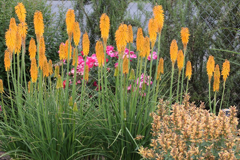 Mango Popsicle Dwarf Poker (Kniphofia  &