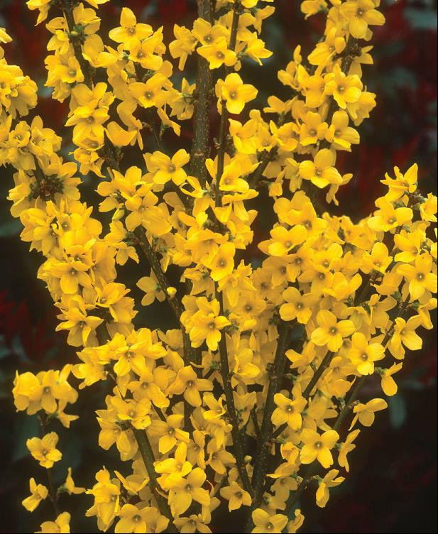 Magical® Gold Forsythia (Forsythia x i. &
