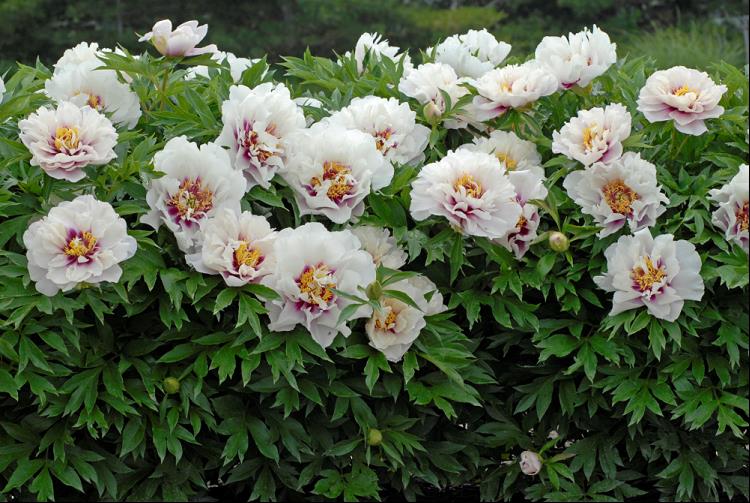 Cora Louise Itoh Peony (Paeonia x &