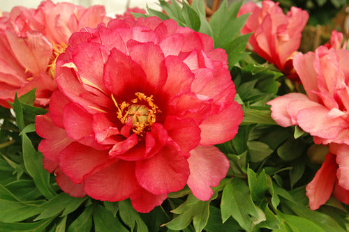 Julia Rose Itoh Peony (Paeonia x &