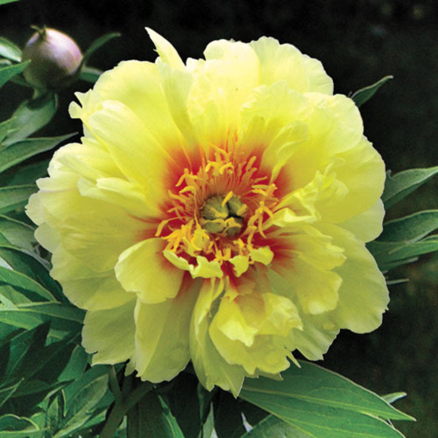 Bartzella Itoh Peony (Paeonia x &