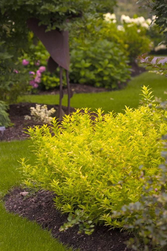 Chardonnay Pearls® Deutzia (Deutzia gracilis &