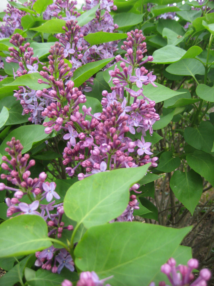 Prairie Petite Lilac (Syringa vulgaris &