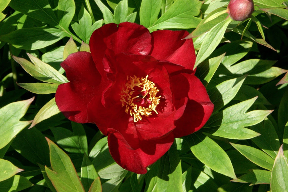 Scarlet Heaven Itoh Peony (Paeonia &