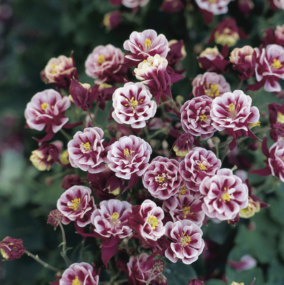 Winky Double Red &amp; White Columbine (Aquilegia &