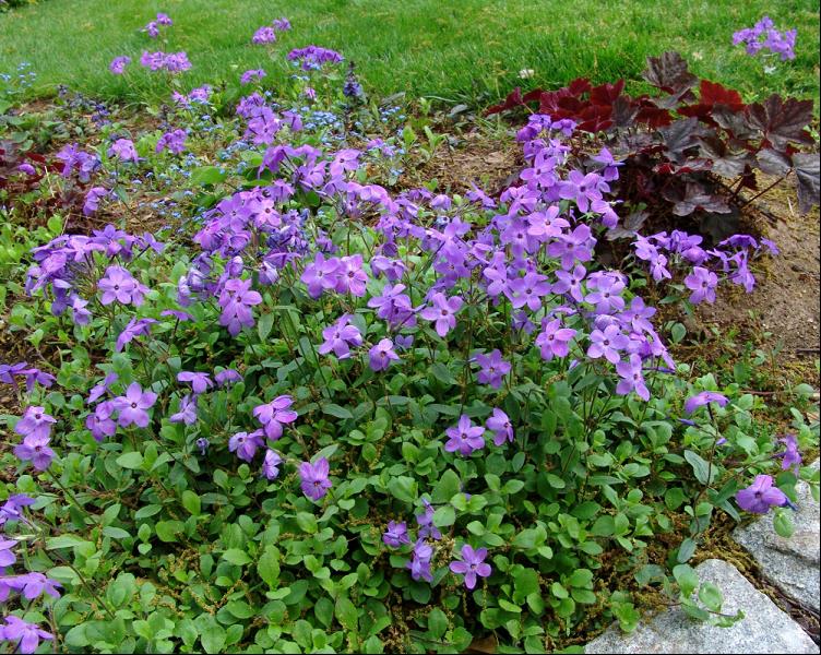 Sherwood Purple Creeping Phlox (Phlox stolonifera &