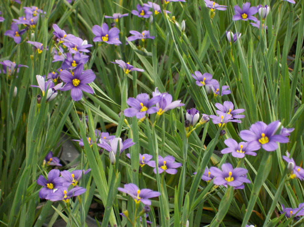 Lucerne Blue Eyed Grass (Sisyrinchium angustifolium &