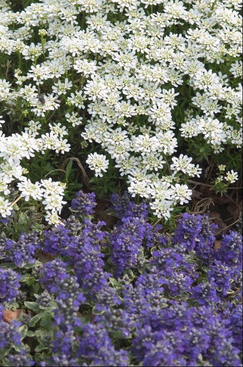 Alexander’s White Candytuft (Iberis sempervirens &