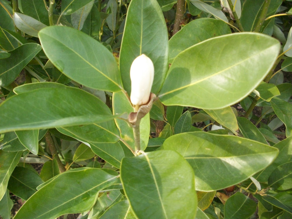 Moonglow® Sweetbay Magnolia (Magnolia virginiana &