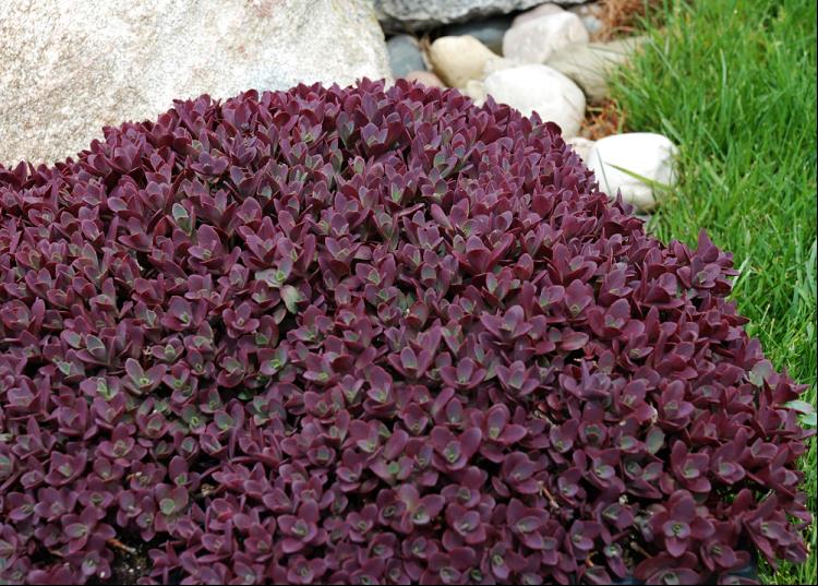 SunSparkler® Sedum Firecracker  (Sedum firecracker) - 1 gallon