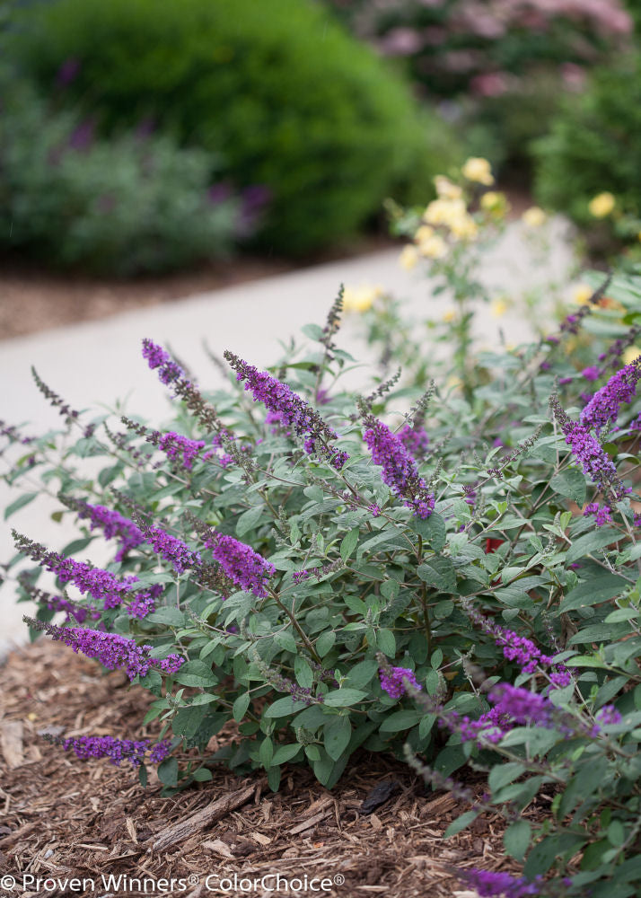 Proven Winner® Color Choice® Lo &amp; Behold® Blue Chip Jr Butterfly Bush (Buddleia &