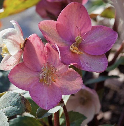 Pink Frost Lenten Rose (Helleborus &