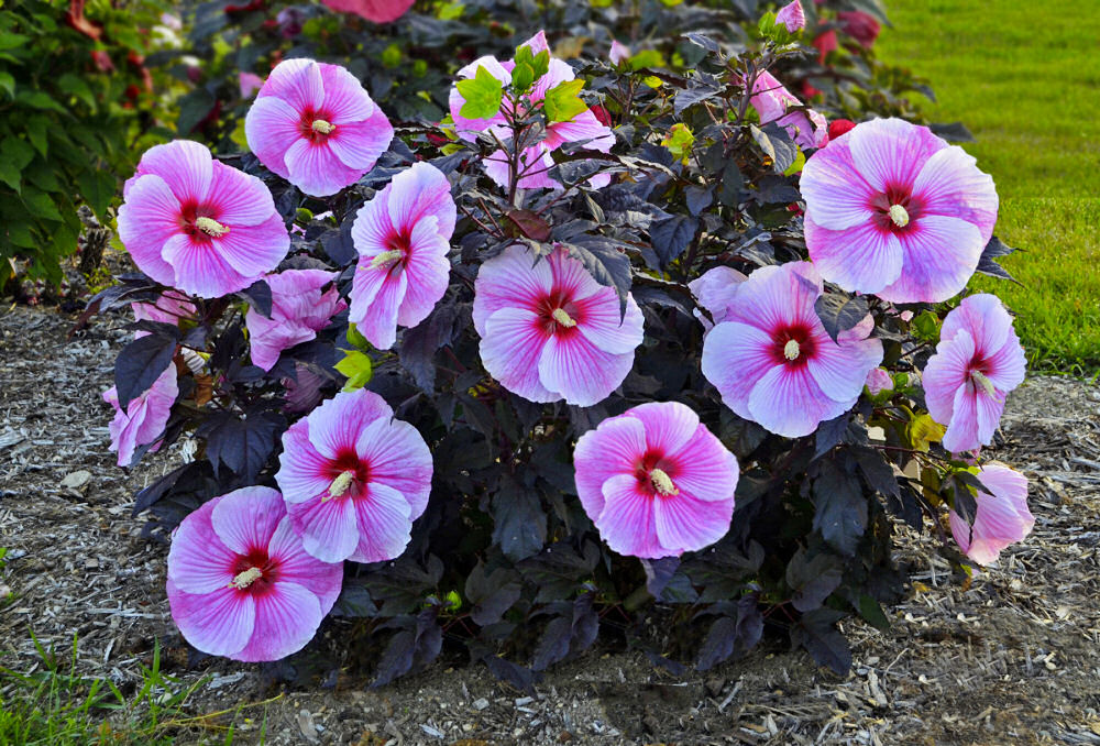Starry Night Rose Mallow (Hibiscus starry &