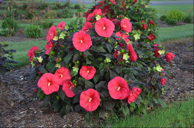 Mars Madness Rose Mallow (Hibiscus mars &