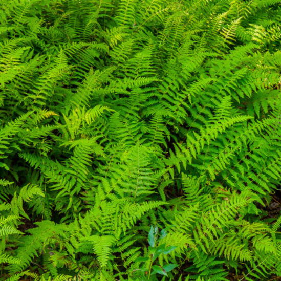 Hayscented Fern (Dennstaedtia &