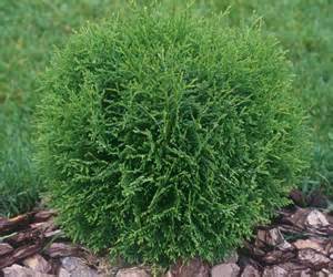 Hetz Midget Globe Arborvitae (Thuja occidentalis &