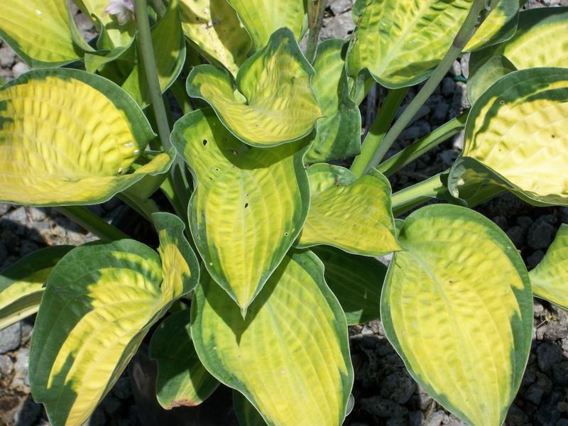 Paul’s Glory Plantain Lily (Hosta pauls &
