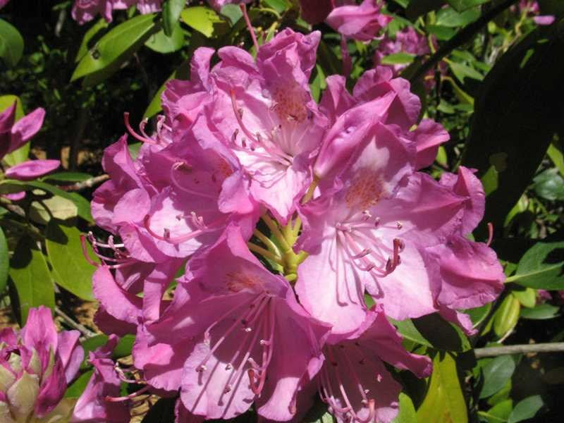 English Roseum Rhododendron (Rhododendron &