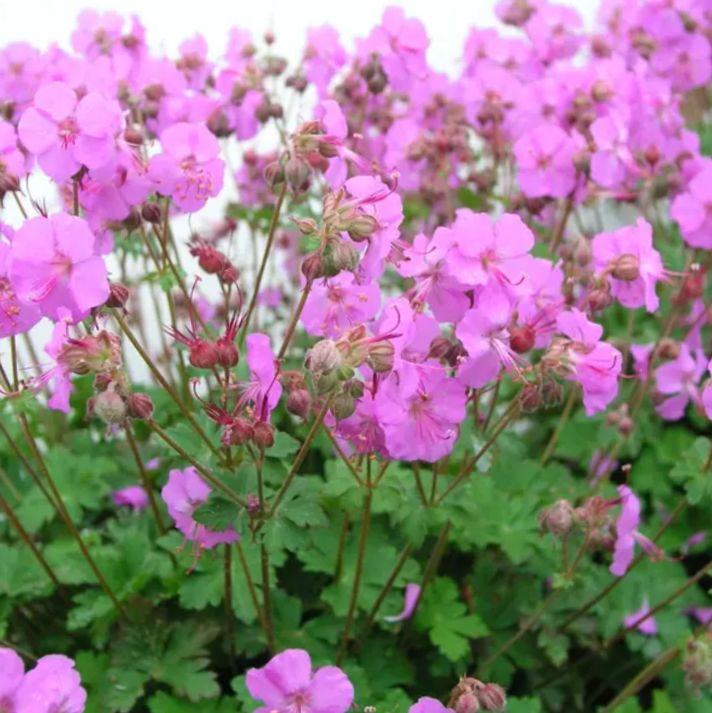 Biokovo Karmina Cranesbill (Geranium cinereum &