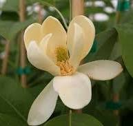 Moonglow® Sweetbay Magnolia (Magnolia &