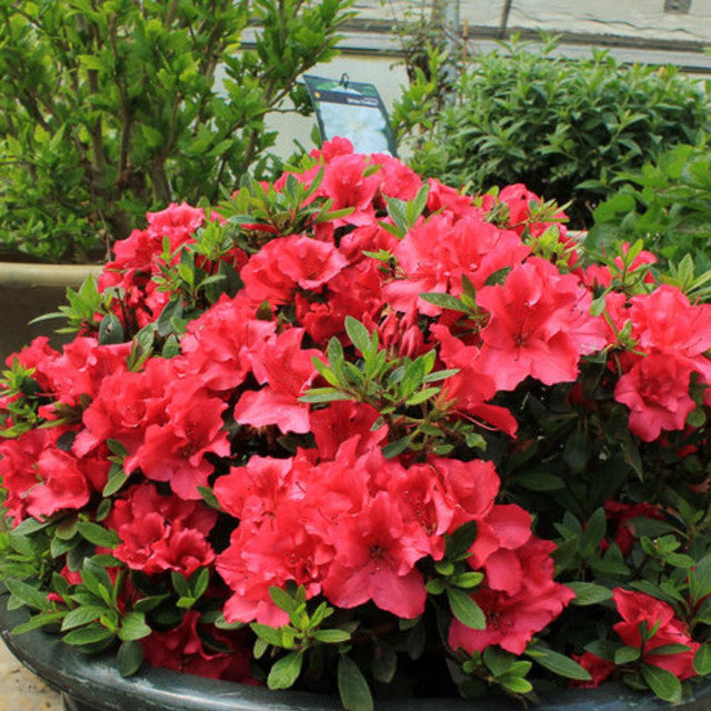 Red Demon Azalea (Azalea &
